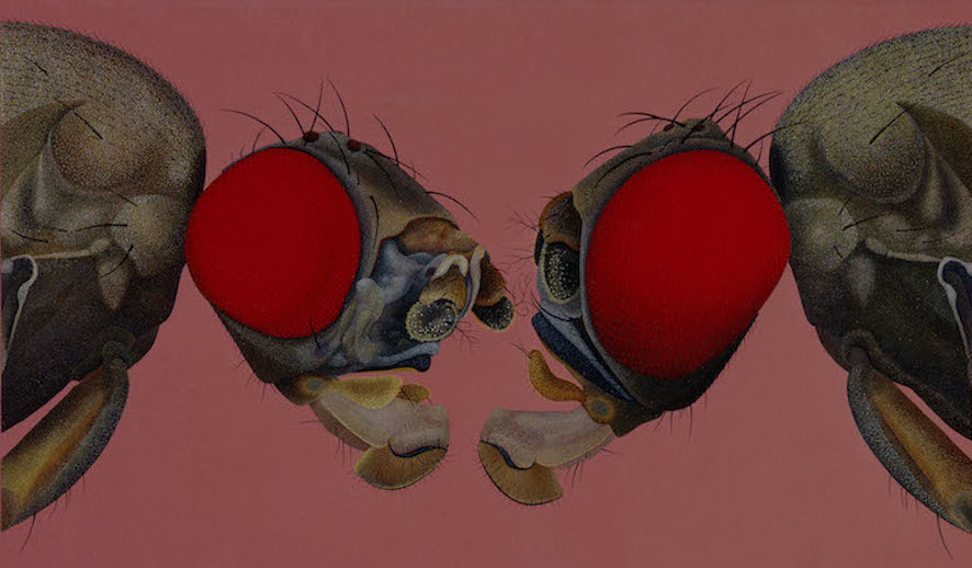 Two Heads of the Fly Drosophila subobscura with Mutation 'quasimodo'