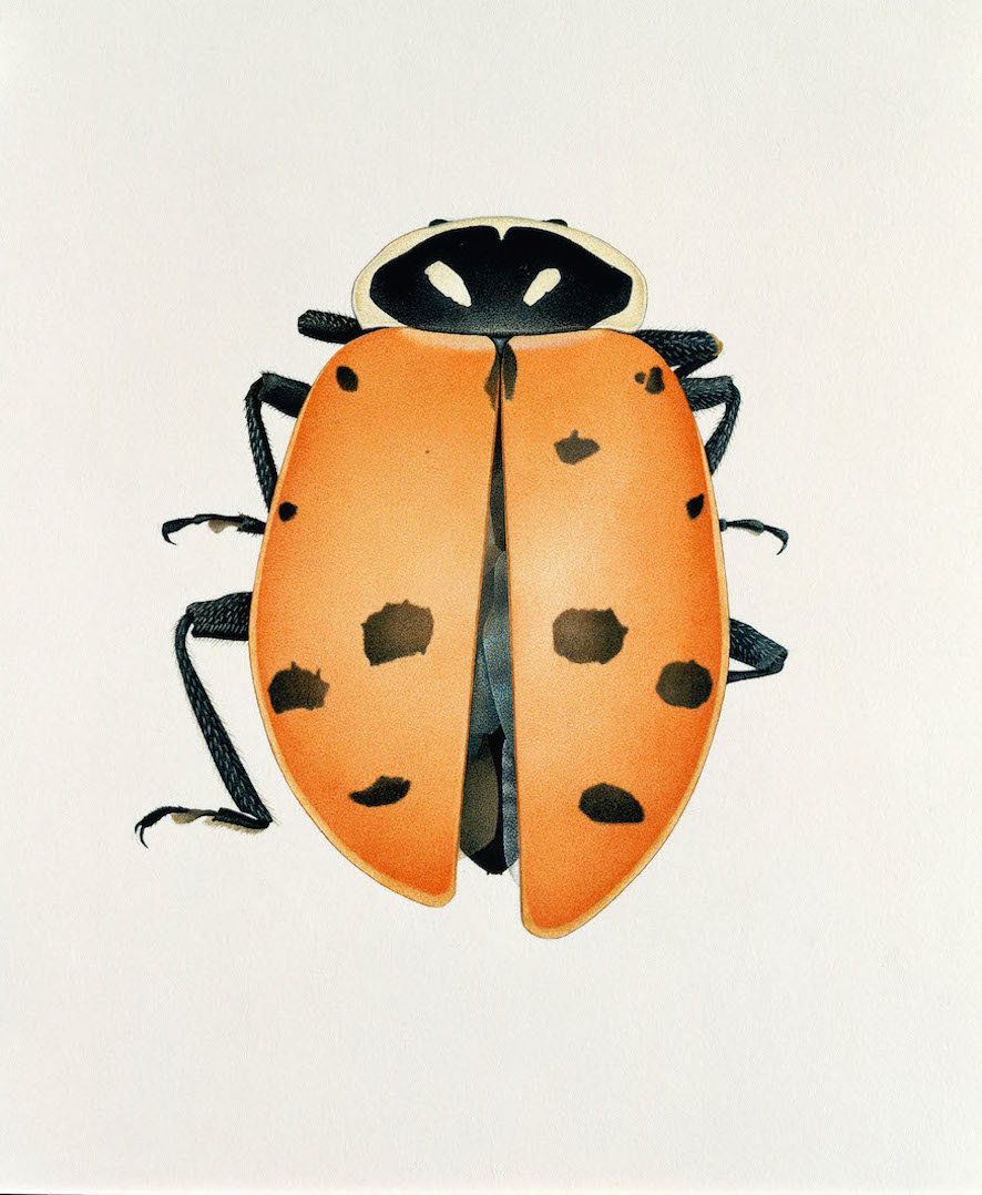 Lady Bird Beetle from Richland, Hanford Area, Washington USA,